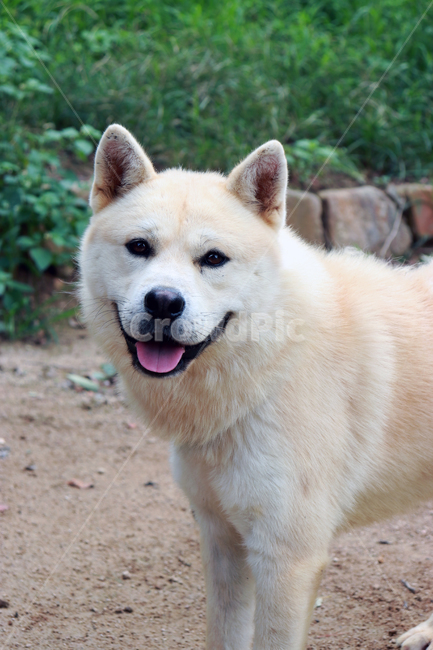 pet,포유류,dog,동물,진돗개,개,강아지,동물,animal,포유류,mammal,개,강아지,dog,doggy