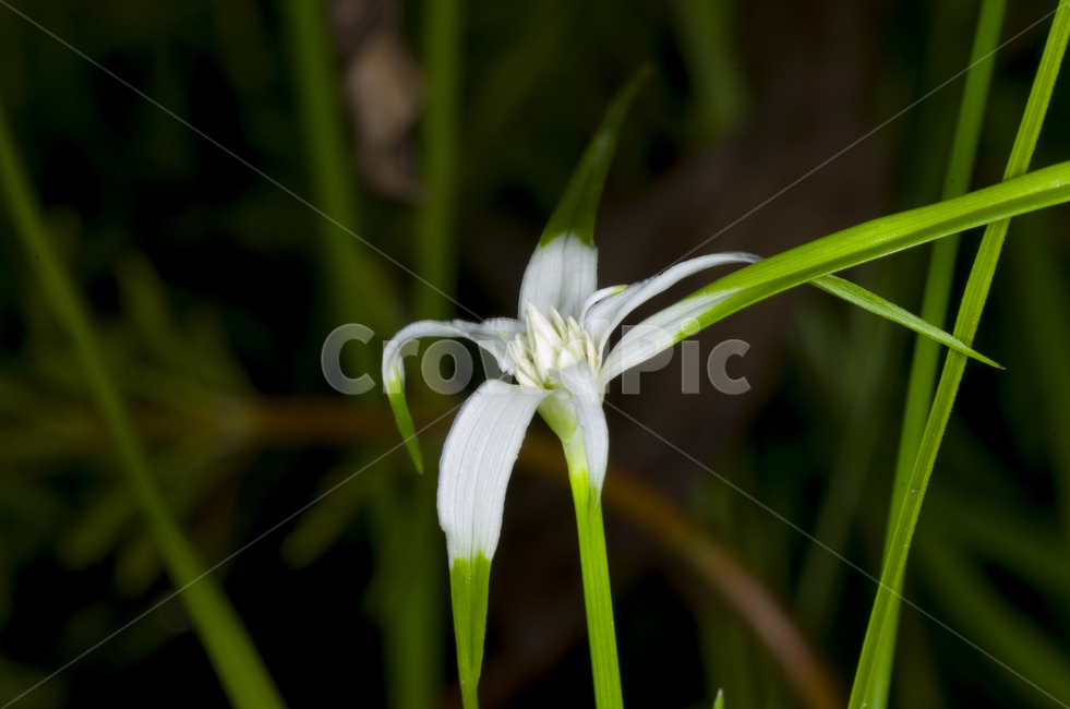 꽃방동사니,꽃,흰꽃,감성,자연,계절,접사