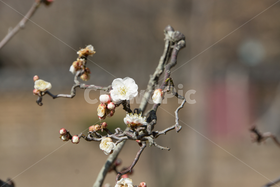 매화,꽃,근접촬영,식물,나뭇가지,청도,운문사,봄,3월,봄,계절,spring,season,식물,자연,plants,nature,꽃,flower,plant