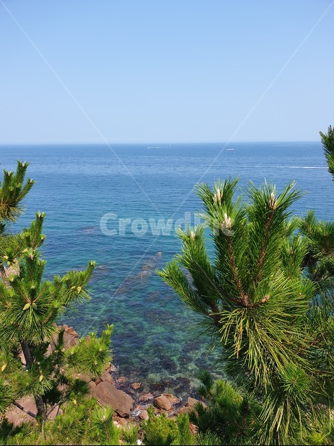 tree,나무,summer,여름,바다,동해,풍경,시원한,청량한,sea,자연,풍경,nature,landscape,plant,식물