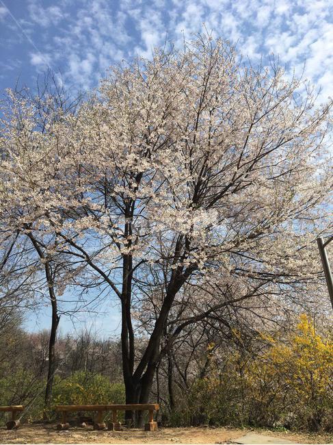 벚꽃,벚꽃놀이,꽃,꽃놀이,벚꽃길,안산벚꽃,봄,봄,계절,spring,season,식물,자연,plants,nature,꽃,flower,tree,나무,plant,tree trunk,나무 줄기