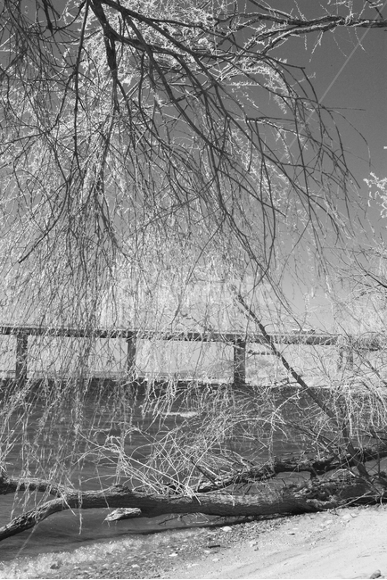 nature,자연,outdoors,옥외,tree,나무,한강고수부지,적외선,적외선카메라,적외선사진,infrared,적외선필터,흑백,흑백사진,흑백,모노톤,monochrome,black and white