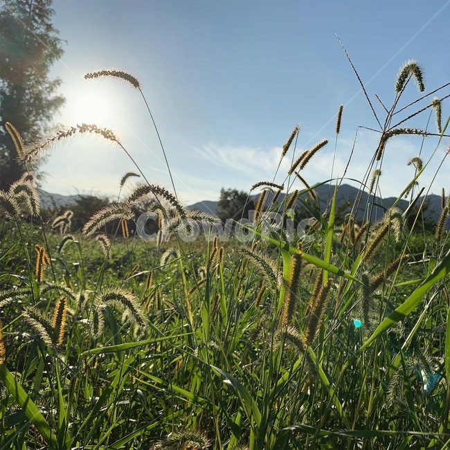 grass,잔디,plant,식물,field,들,grassland,outdoors,nature,자연,자연,풍경,nature,landscape,옥외,목초지,pottery,도기류,potted plant,화분,jar,항아리