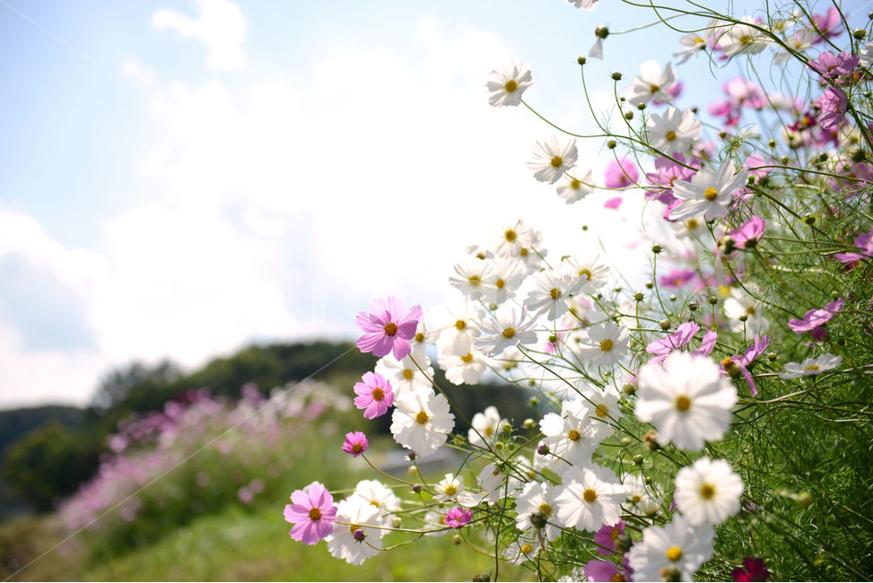 코스모스,가을,하늘,서정적,꽃,가을꽃,산책,감성,따뜻한,cosmos,flower,fall,autumn,bluesky,가을,계절,fall,autumn,season,식물,자연,plants,nature,꽃,flower,plant