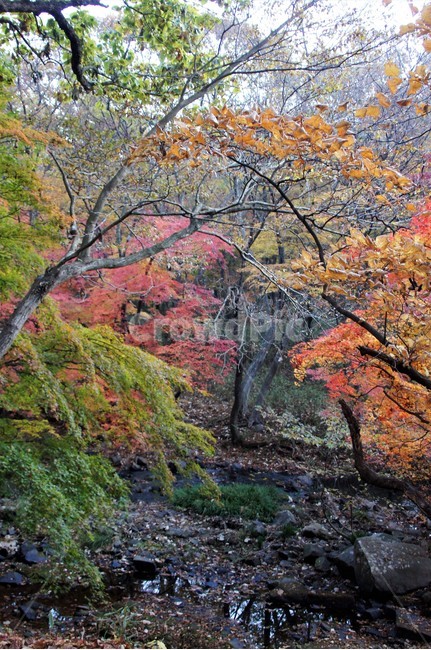 가을,단풍,나무,자연,식물,풍경,자연풍경,감성,autumn,nature,season,계절,emotion,trees,낙엽,가을,계절,fall,autumn,season,tree,plant,maple