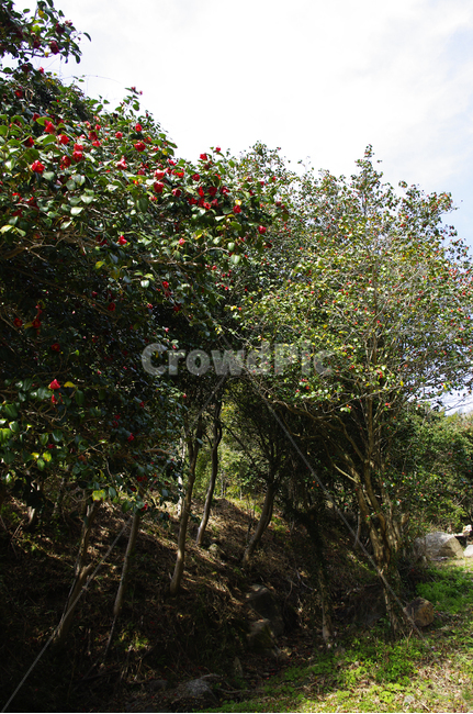 낙화,동백나무,동백꽃,꽃,flower,계절,봄,spring,식물,자연,plants,nature,나무,trees,wood