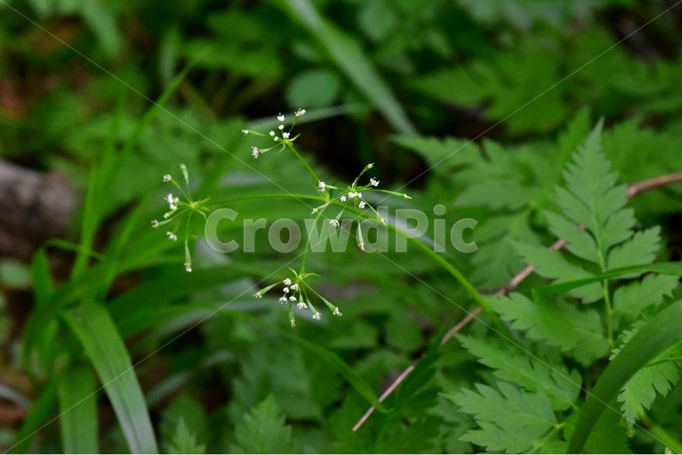 긴사상자,야생화,꽃,식물,자연,생태,플라워,flower,plants,nature,식물,자연,plants,nature,꽃,flower