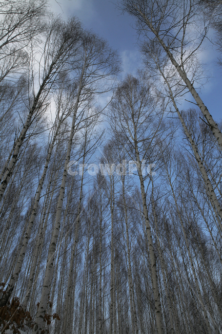 sky,birch tree,snow mountain,snow scene,winter forest,birch,tree,winter,bluesky,plant,season,birchtree,high angle,landscape