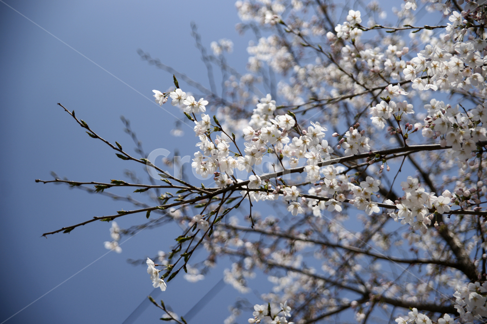 plant,식물,flower,꽃,하늘,나무,나뭇가지,흰색,벗꽃,tree,blossom