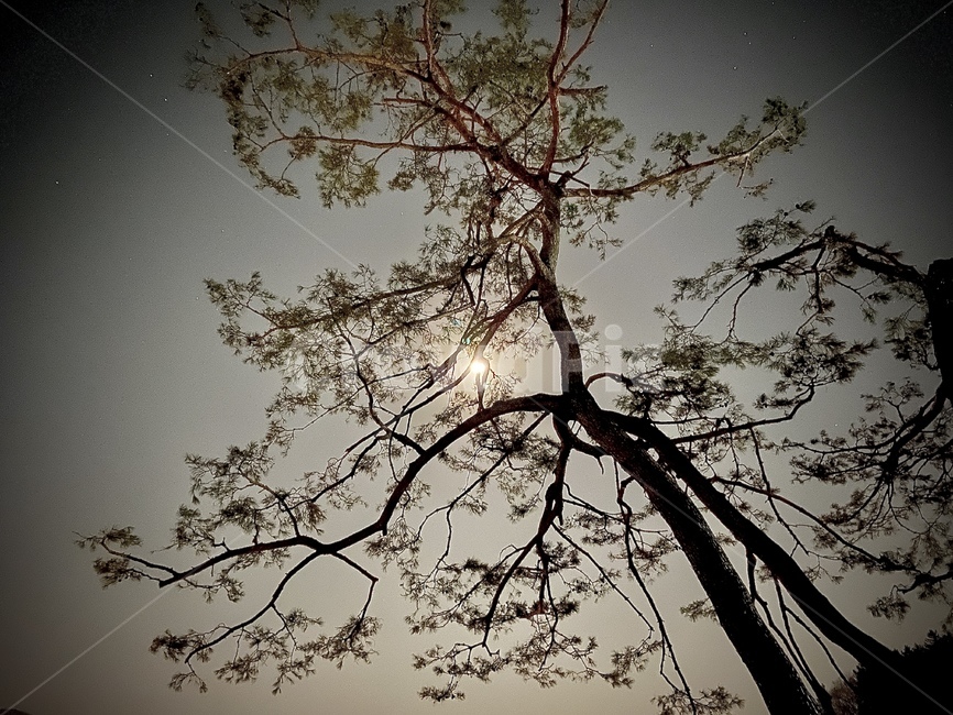 소나무,달빛,달,야경,moonlight