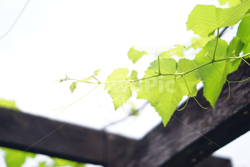 나뭇잎,빛,햇빛,정자,데코,스타일,스타일리쉬,화사함,화려함,엔틱,식물,plant,leaf,잎,고요함,천국,조화,강렬한,빛나는,shiny,combination,powerful,bright,light,sunny
