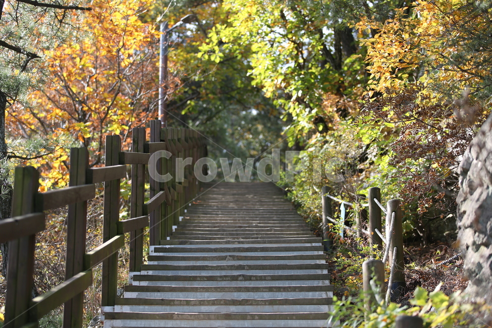 대구명소,대구앞산전망대,대구앞산,숲길,등산,산행,가을,가을숲,가을단풍,단풍,가을,계절,fall,autumn,season,garden,정원,outdoors,옥외