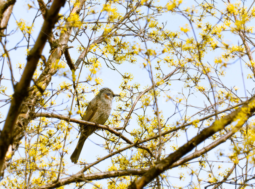 새,조류,산수유,봄,봄꽃,동물,animal,조류,새,birds