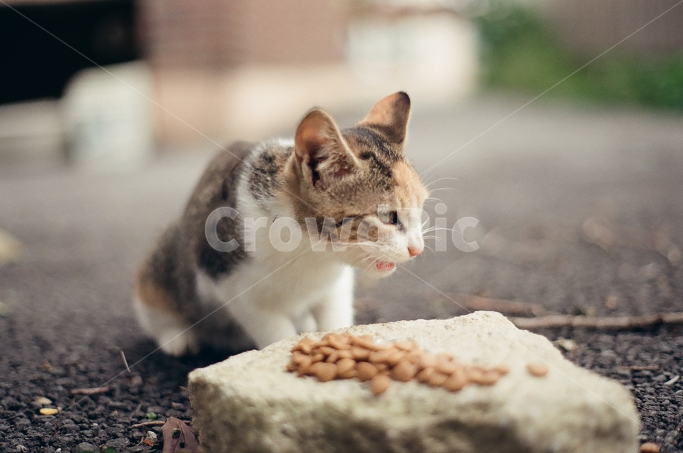 귀여움,야옹,반려동물,cats,mammals,animals,cute,meow,pets,mammal,포유류,cat,고양이,pet,abyssinian,동물,animal,아비시니안,manx,동물,animal,포유류,mammal,고양이,cat,kitten,kitty