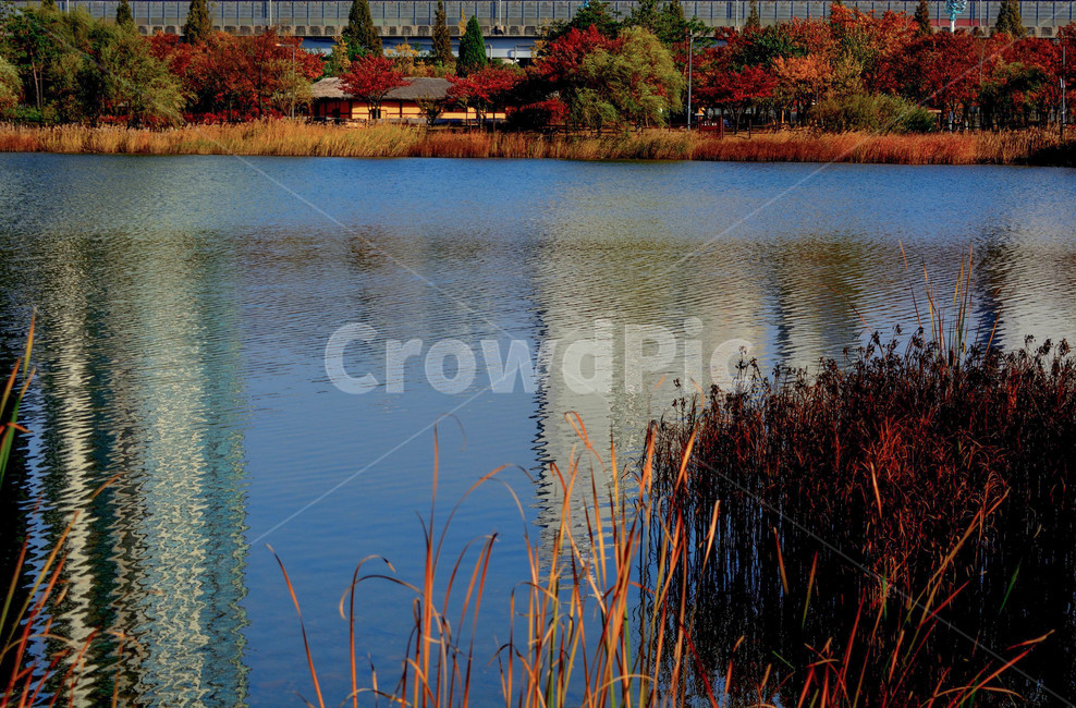 가을,단풍,낙엽,호수,갈대,가을,계절,fall,autumn,season,자연,풍경,nature,landscape,water,물,outdoors,옥외