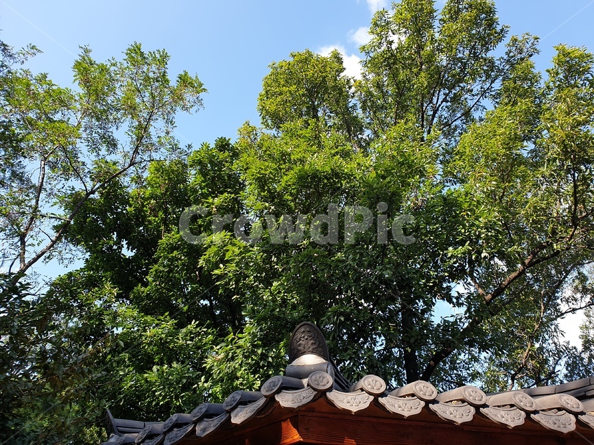 roof,지붕,tree,나무,plant,식물,풍경,햇빛,식물,자연,plants,nature,나무,trees,wood
