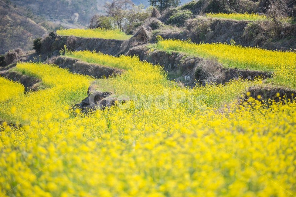유채꽃,노랑,꽃,풍경,맑음,봄,계절,spring,season,자연,풍경,nature,landscape,한국자연풍경,한국자연경관,korea nature landscape,식물,plants,꽃,flower,grassland,목초지,field,들,outdoors,옥외,farm,농장,rural,농촌,meadow