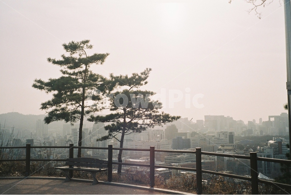 나무,소나무,공원,낙산공원,나무두그루,필름카메라,감성,필름,도시,풍경,city,landscape,나무,trees,wood,bench,벤치,furniture,가구
