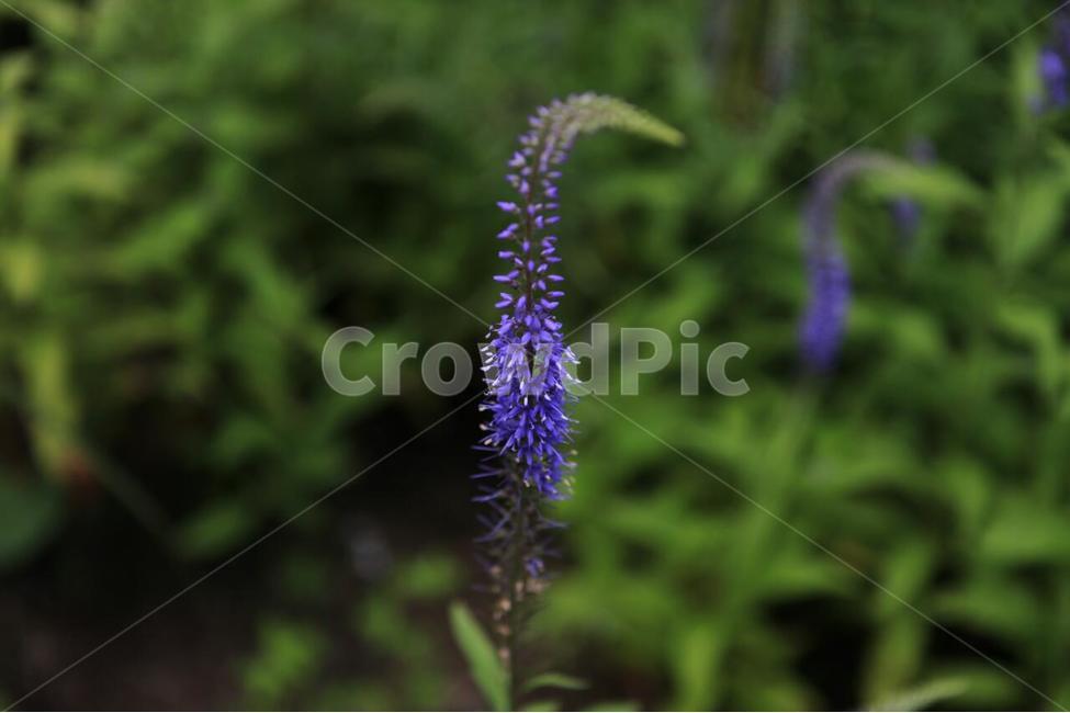 식물,꽃,식물원,화초,자연,식물,자연,plants,nature,꽃,flower