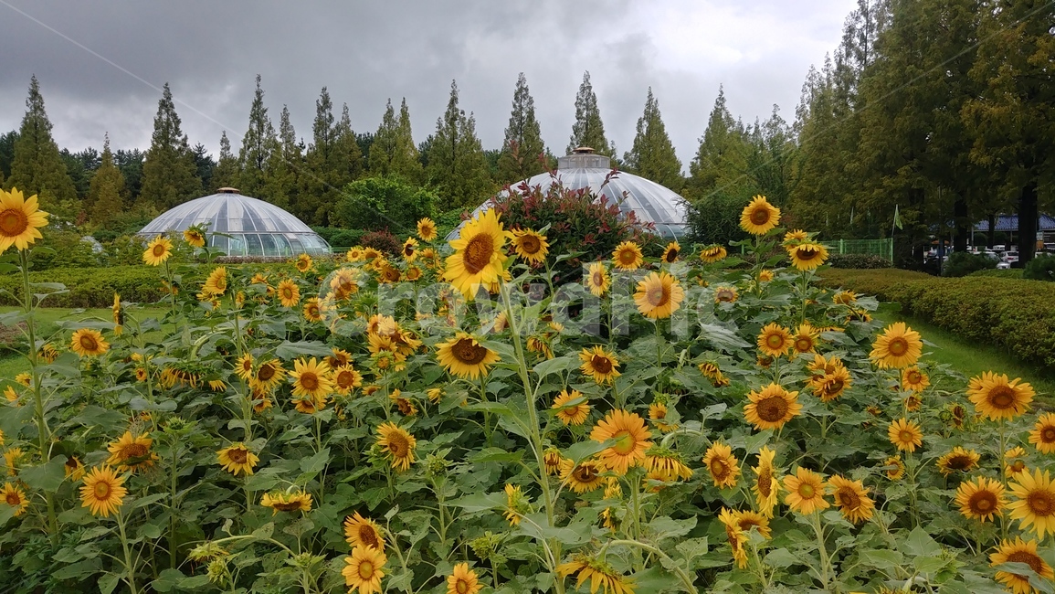 해바라기,꽃,꽃밭,흐림,여름,풍경,노란꽃,식물,감성,느낌,자연,sunflower,summer