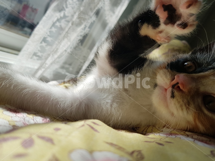 animal,동물,mammal,포유류,cat,고양이,pet,길냥이,코리아숏헤어,동물,animal,포유류,mammal,고양이,cat,kitten,kitty