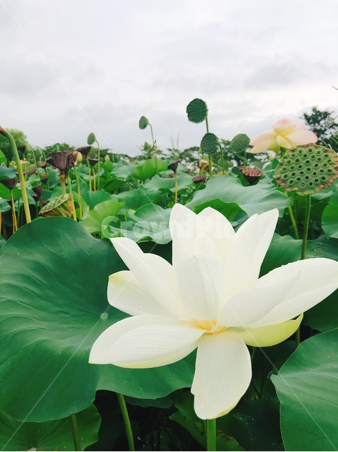 꽃,자연풍경,봄,여름,식물,연꽃,연잎,식물,자연,plants,nature,꽃,flower