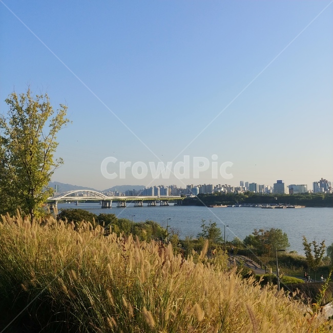한강,강아지풀,한강다리,가을,풍경,자연,도시,풍경,city,landscape,한국도시풍경,한국도시경관,korea cityscape,water,물,nature,outdoors,옥외