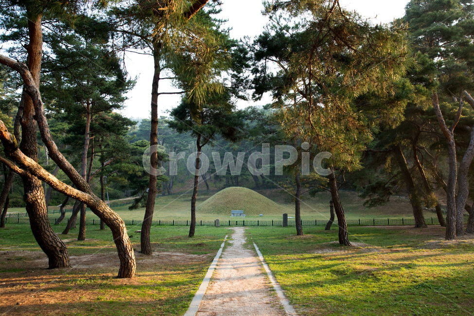 탈해왕릉,소나무,경주시,경북,한국,왕릉,나무,숲,야외,공원,산책,산책로,실외,햇살,햇빛,사적