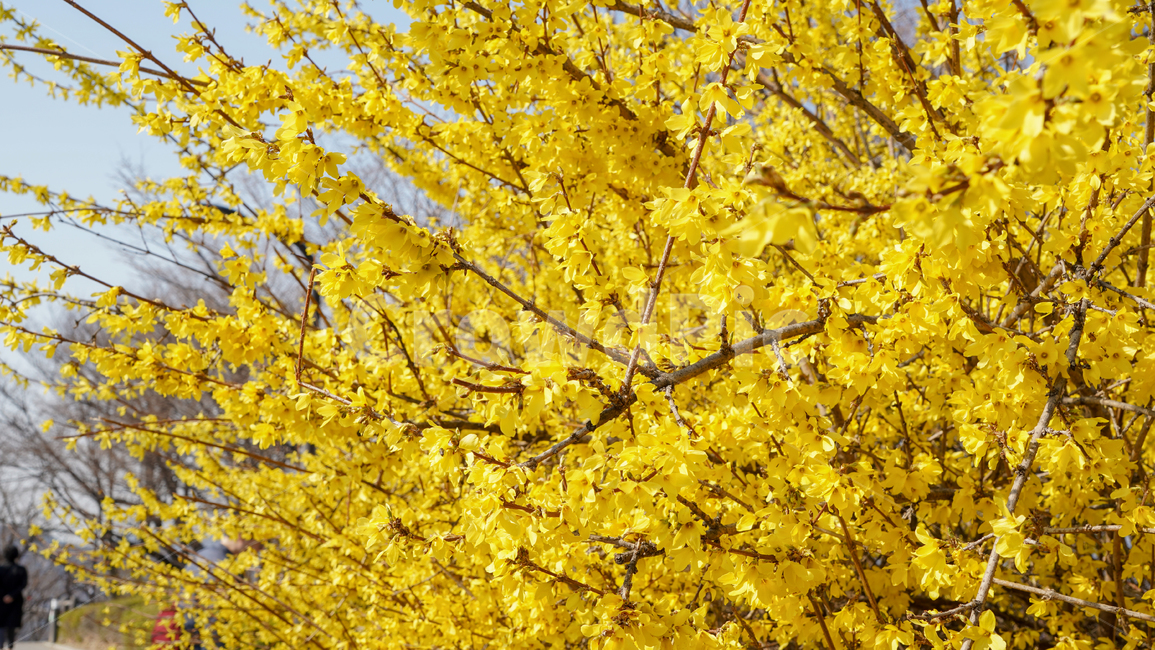 flower,봄,꽃,감성,하늘,tree,spring,계절,나무