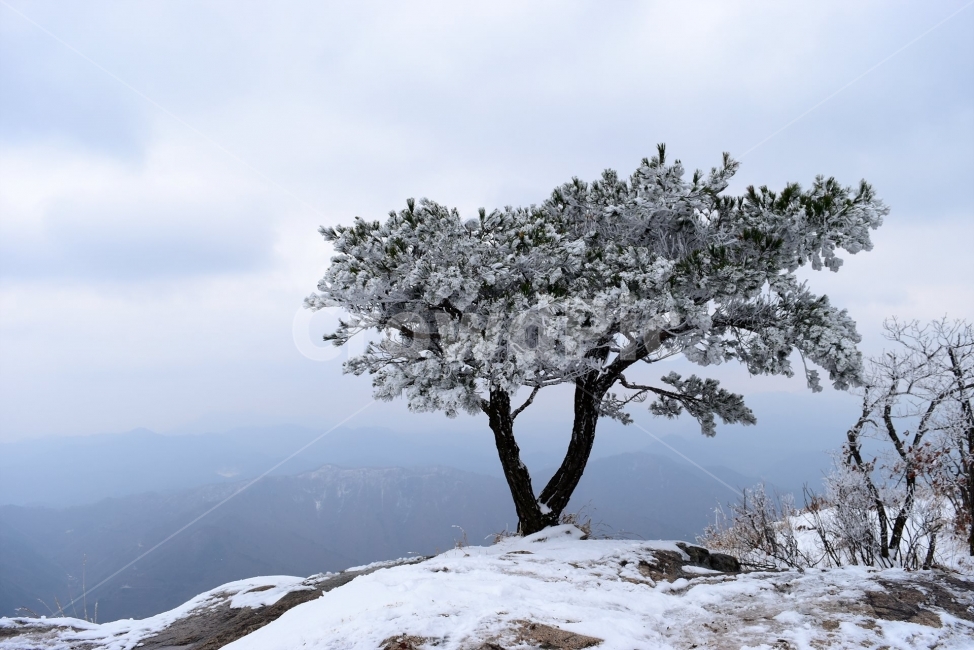 설경,풍경,대둔산,눈꽃,삼선계단,자연,nature,landscape,겨울,계절,winter,season,탐방,도립공원,힐링,감성,정취,산세,명산,100대명산,산,등산,트레킹,풍경사진,비경,경치,겨울사진,겨울색채,경관,기암,암봉우리,mountain,금산,완주,논산,마천대,케이블카,구름다리,fall,autumn,한국자연풍경,한국자연경관,korea,겨울,계절,winter,season,자연,풍경,nature,landscape,plant,식물,tree,나무,tree trunk,나무 줄기