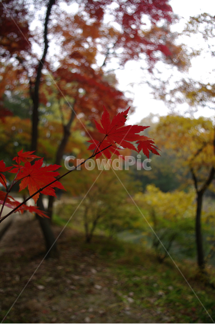 가을,fall,나무,식물,plant,단풍,잎,낙엽,가을,계절,fall,autumn,season,식물,자연,plants,nature,leaf,tree,maple