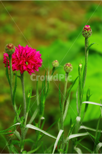 수레국화,식물,꽃,flower,color,자연,nature,식물,자연,plants,nature,꽃,flower