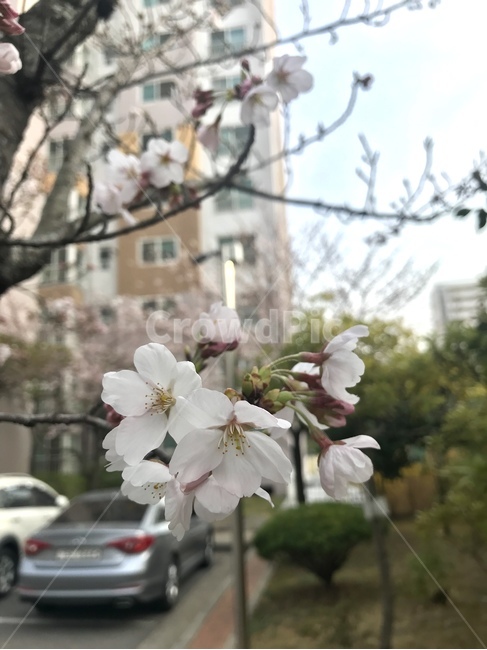 벚꽃,봄,나무,깨끗한,봉우리