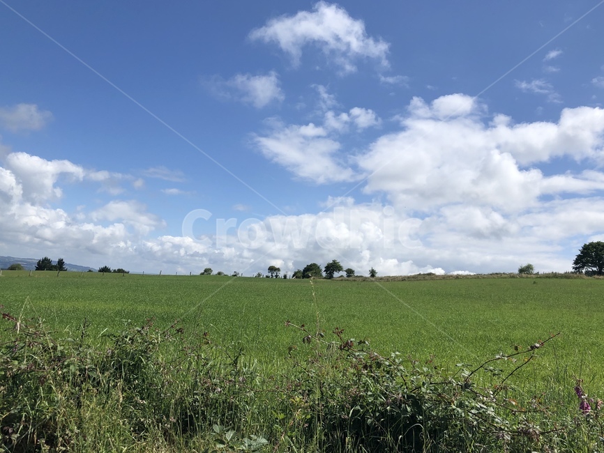 field,들,자연,nature,농촌,목초지,grassland,countryside