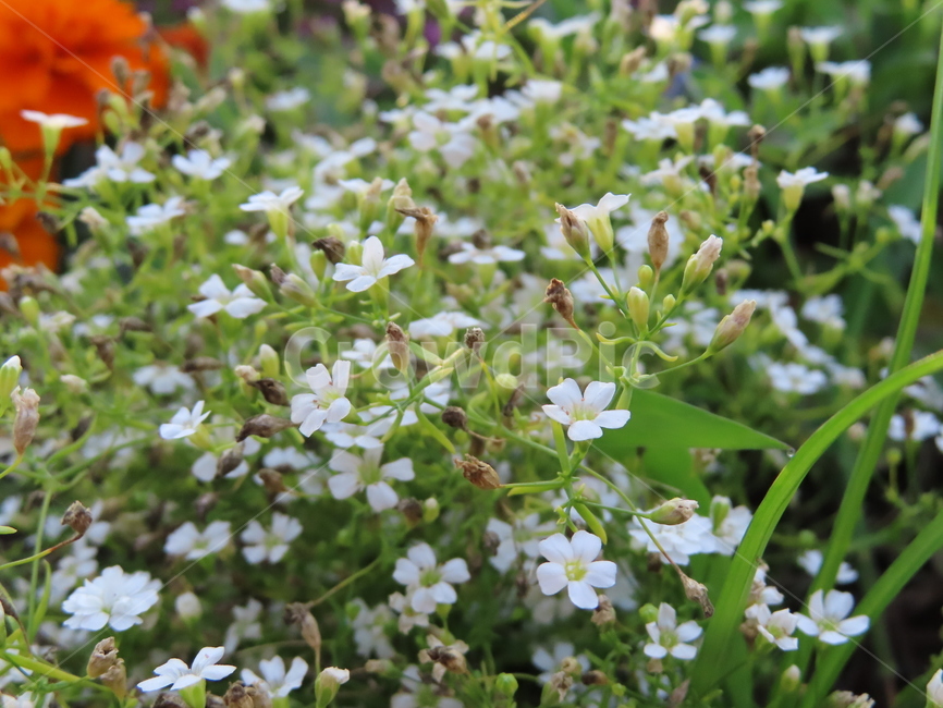 작은꽃,아름다움,귀여움,작다,꽃,식물,공원,화려함,smallflowers,beauty,small,plants,parks,flowers