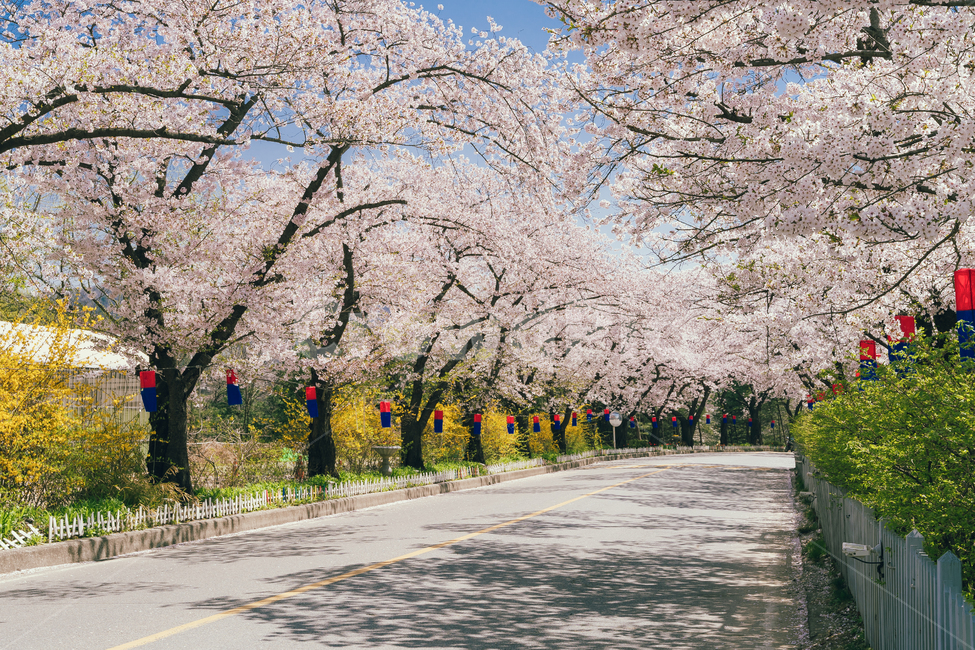 벚꽃,봄날,봄,자연,도로,길,꽃,풍경,봄,계절,spring,season,자연,풍경,nature,landscape