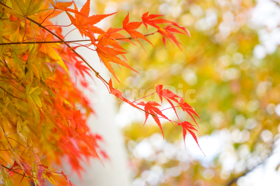 단풍,가을,물단풍,나무,계절,추색,단풍잎,잎새,가을,계절,fall,autumn,season,leaf,잎,plant,식물,tree,maple