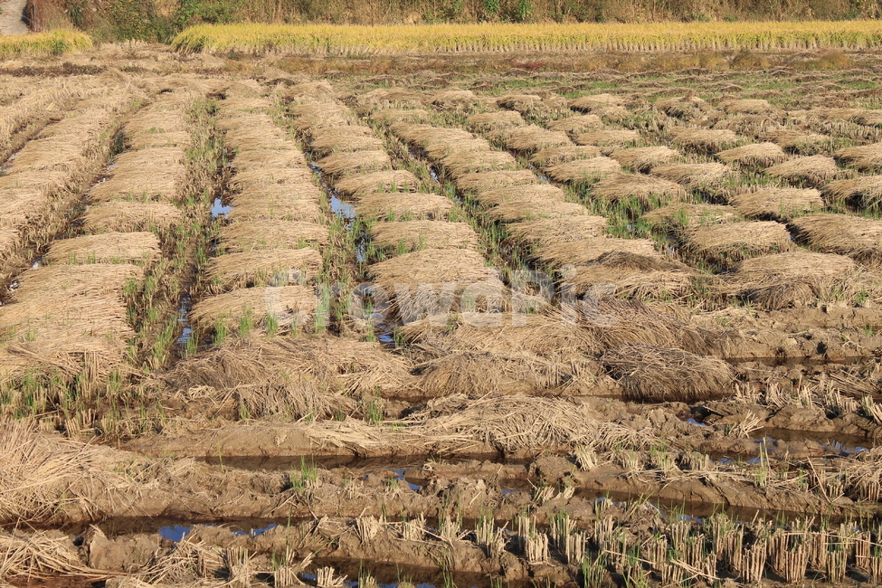 자연,논,추수,가을,가을추수,볏단,볏짚,nature,harvest,ricesheaf,sheafofrice,ricefield,ricepaddy,autumn,fall,가을,계절,fall,autumn,season,농업,농사,agriculture,farming,farming industry,soil,흙