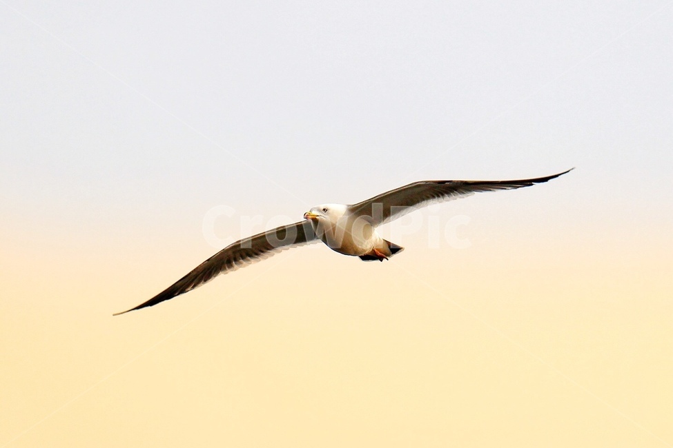 bird,새,flying,gull,seagull,갈매기,동물,animal,조류,새,birds