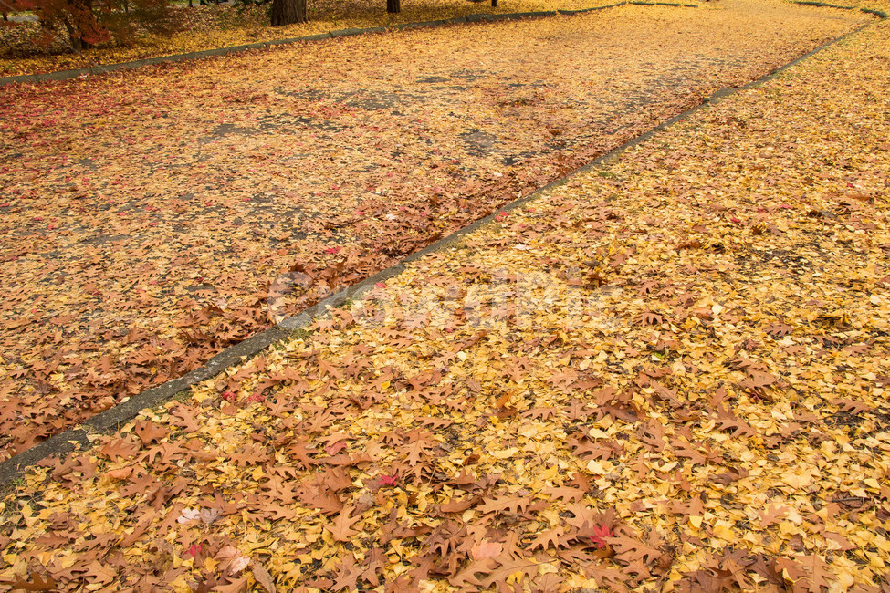 ground,바닥,plant,식물,나무,tree,잎,나뭇잎,잎사귀,가을,단풍,은행,단풍나무,은행나무