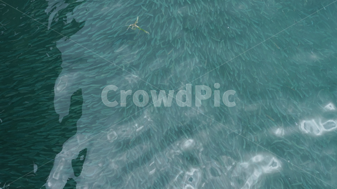 water,물,flock,fish,물고기,blue