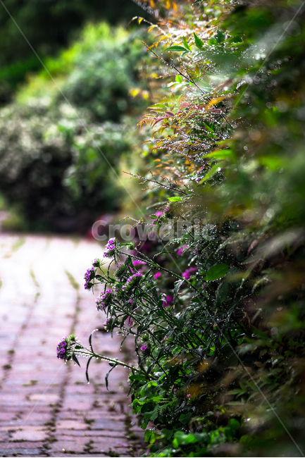 꽃,비,빗방울,식물,자연,flower,nature,자연,풍경,nature,landscape,식물,plants,plant,leaf,잎