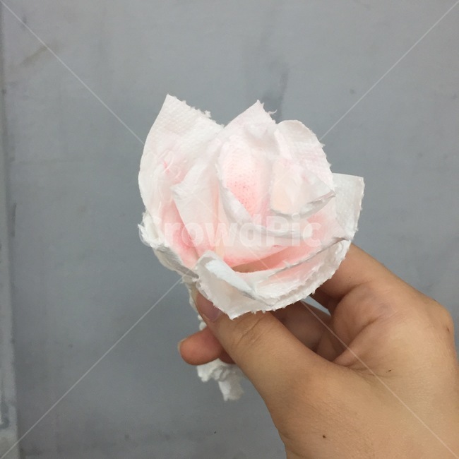 휴지,꽃,분홍,손,장미