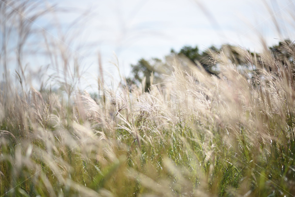 억새,식물,자연,풍경,갈대,가을,계절,fall,autumn,season,식물,자연,plants,nature,grass,잔디,plant,lawn