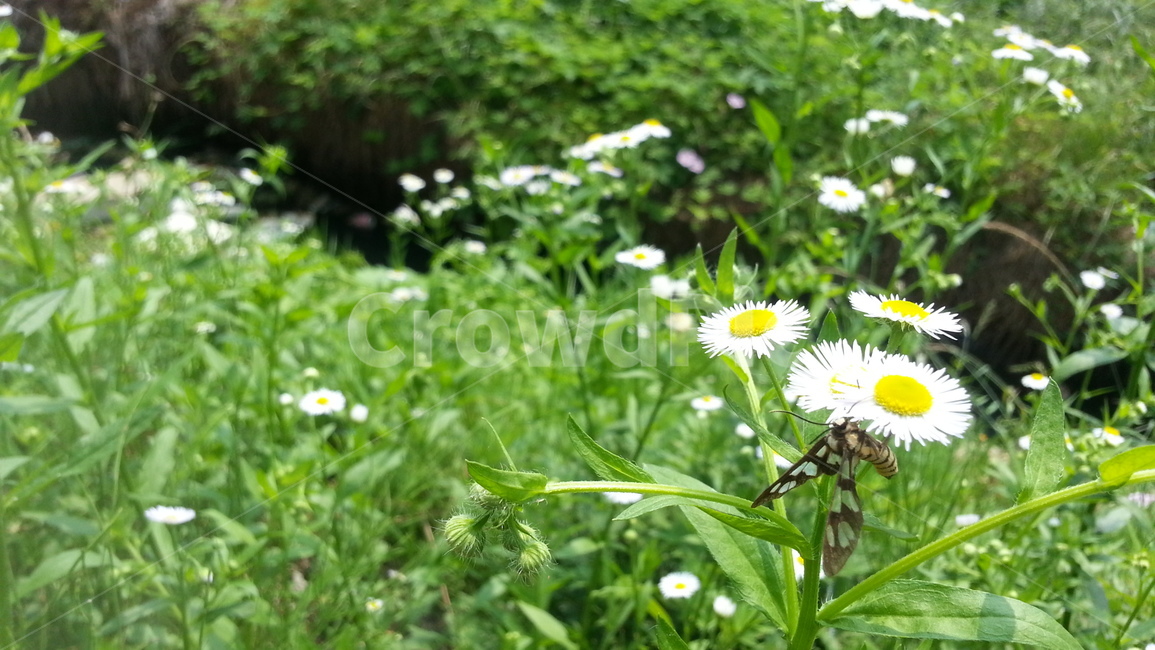계란꽃,5월,들풀,꽃,나비,야생화,숲,풀,낮,오후,자연