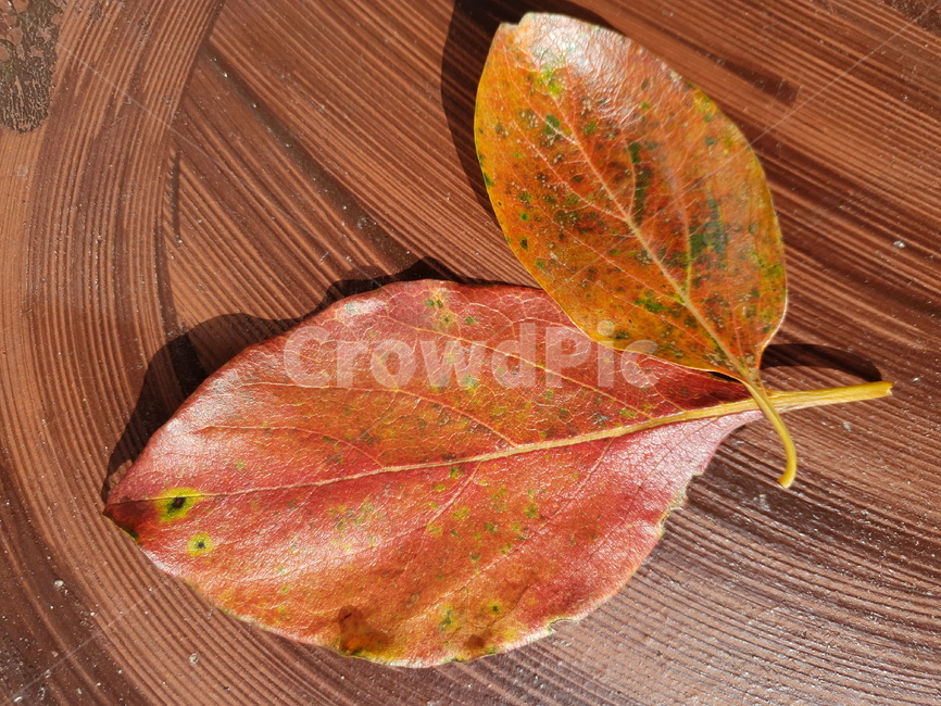 자연,가을,나뭇잎,단풍,잎,시골,식물,plant,leaf,가을,계절,fall,autumn,season,tree,나무
