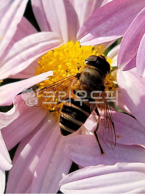 벌,bee,무척추동물,invertebrate,곤충,insect,동물,animal,호박벌,bumblebee,꿀벌,honeybee,자연,접사,화초,야외,정원,분홍,pink