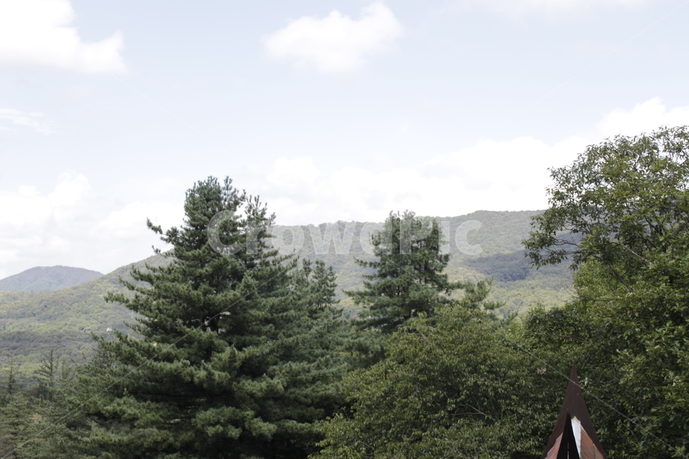 tree,나무,plant,식물,abies,아비,전나무,fir,식물,자연,plants,nature,나무,trees,wood