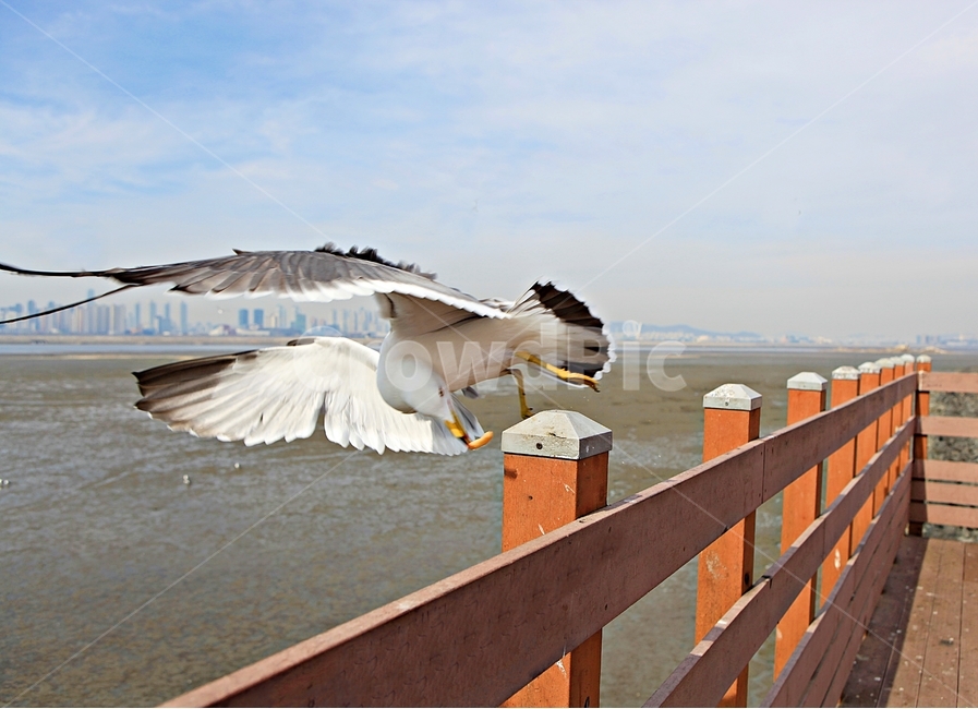 갈매기,새,조류,풍경,배경,자연,하늘,동물,animal,조류,새,birds