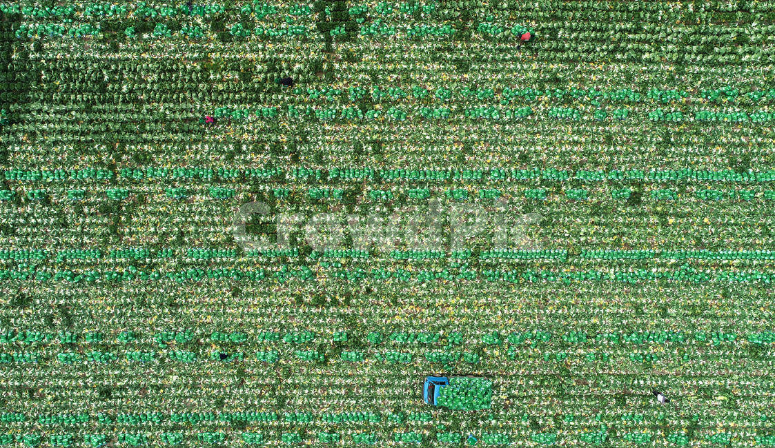 배추,배추수확,가을,수확,harvest,들판,농부,농사,김장,산업,industry,industrial,농업,농사,agriculture,farming,farming industry